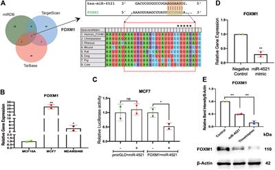 MiR-4521 perturbs FOXM1-mediated DNA damage response in breast cancer